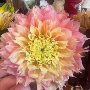 Dahlia Kogane Fubuki